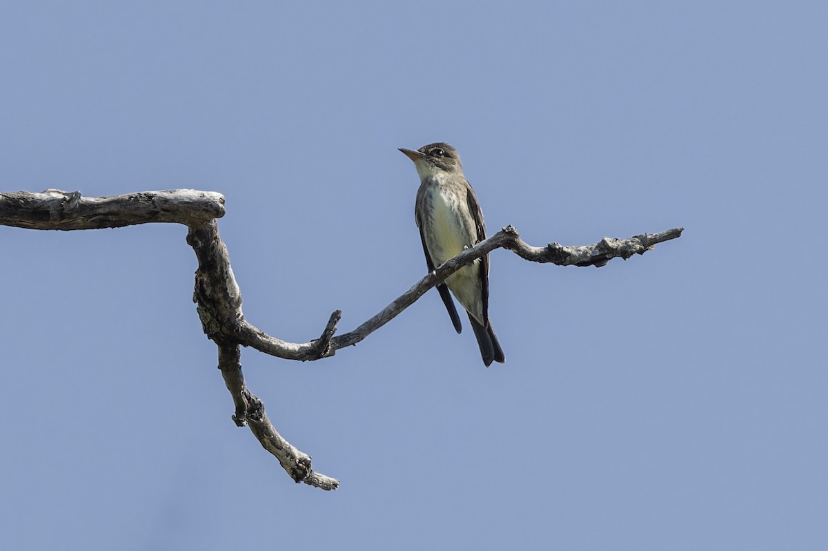 Olive-sided Flycatcher - Michael Todd