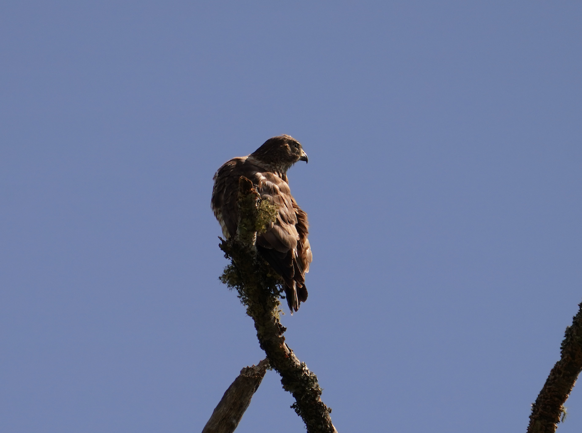 Broad-winged Hawk - ML618850953