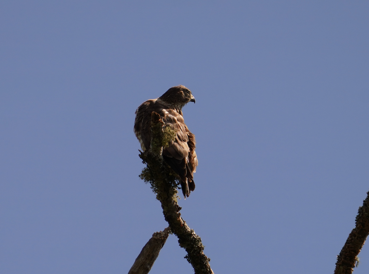 Broad-winged Hawk - Aaron T