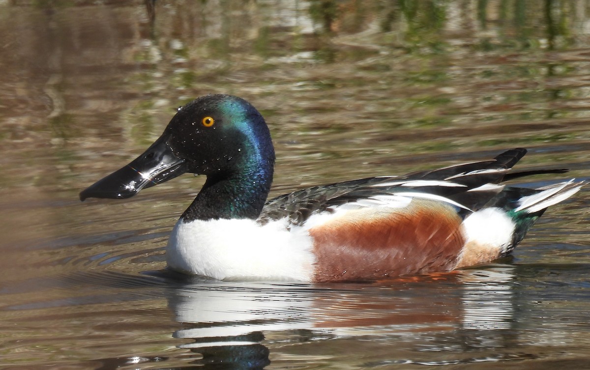 Northern Shoveler - Pam Hawkes