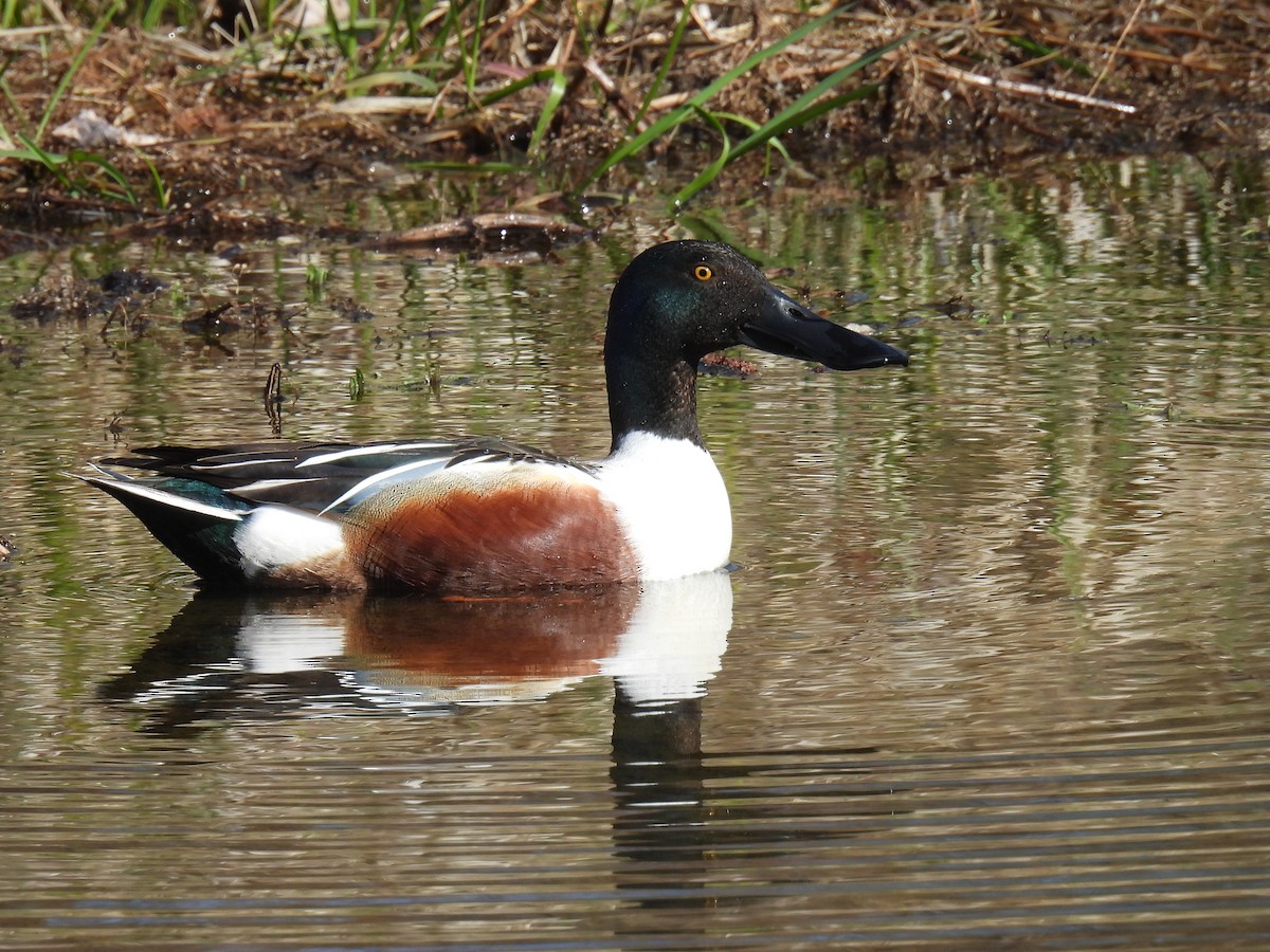 Northern Shoveler - Pam Hawkes