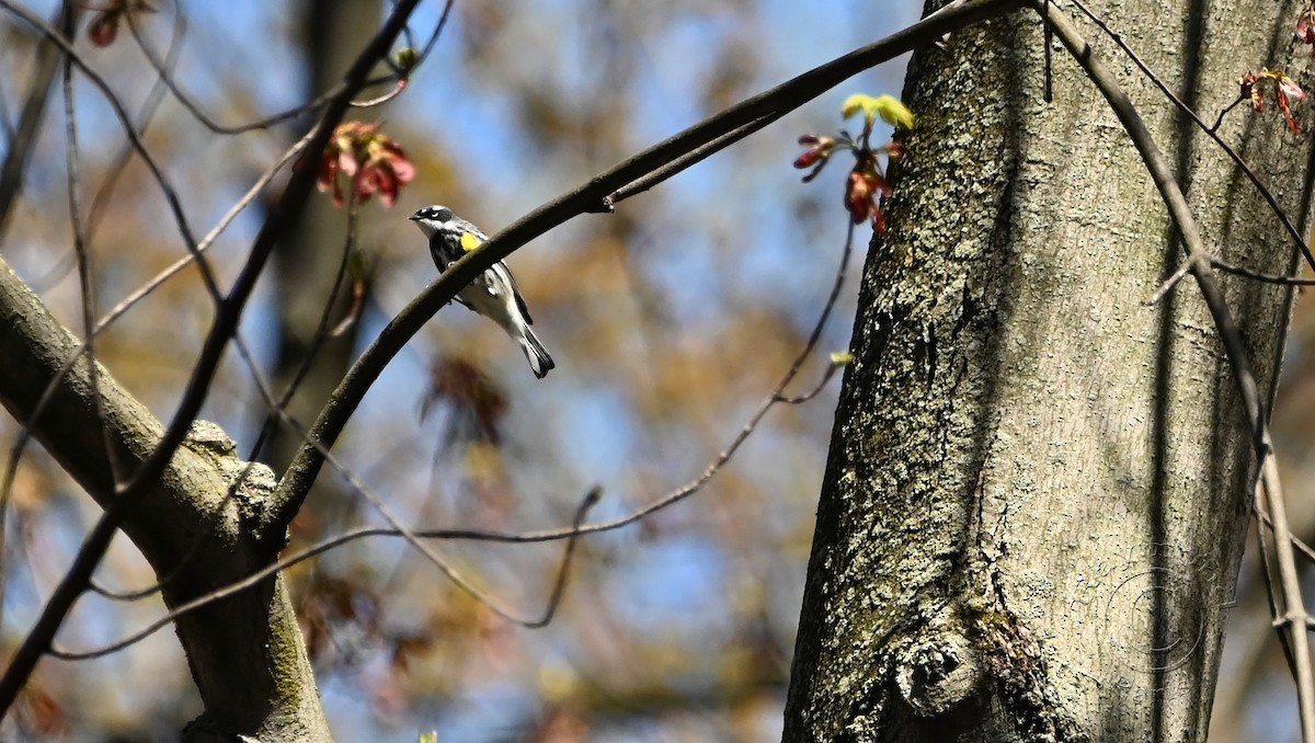 Yellow-rumped Warbler - Raymond Paris