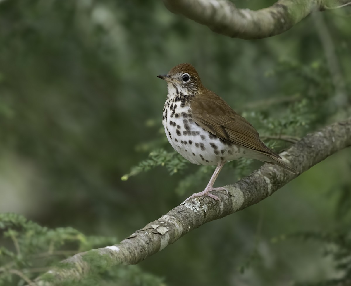 Wood Thrush - Charles Carlson