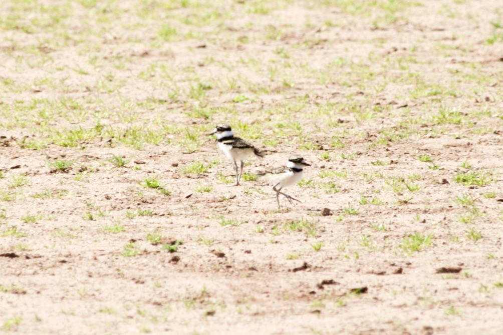 Killdeer - Loyan Beausoleil