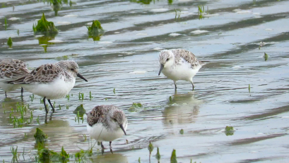 Bécasseau sanderling - ML618850980