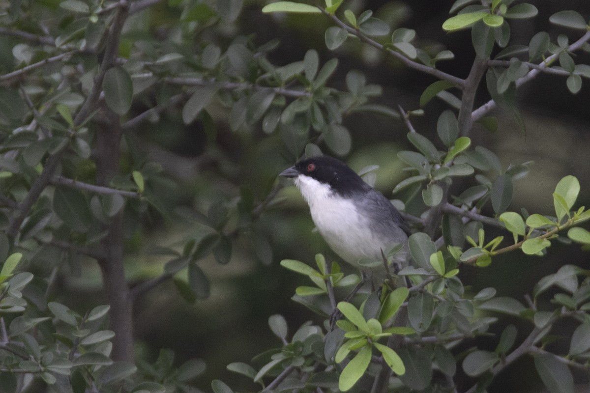 Black-capped Warbling Finch - ML618851002