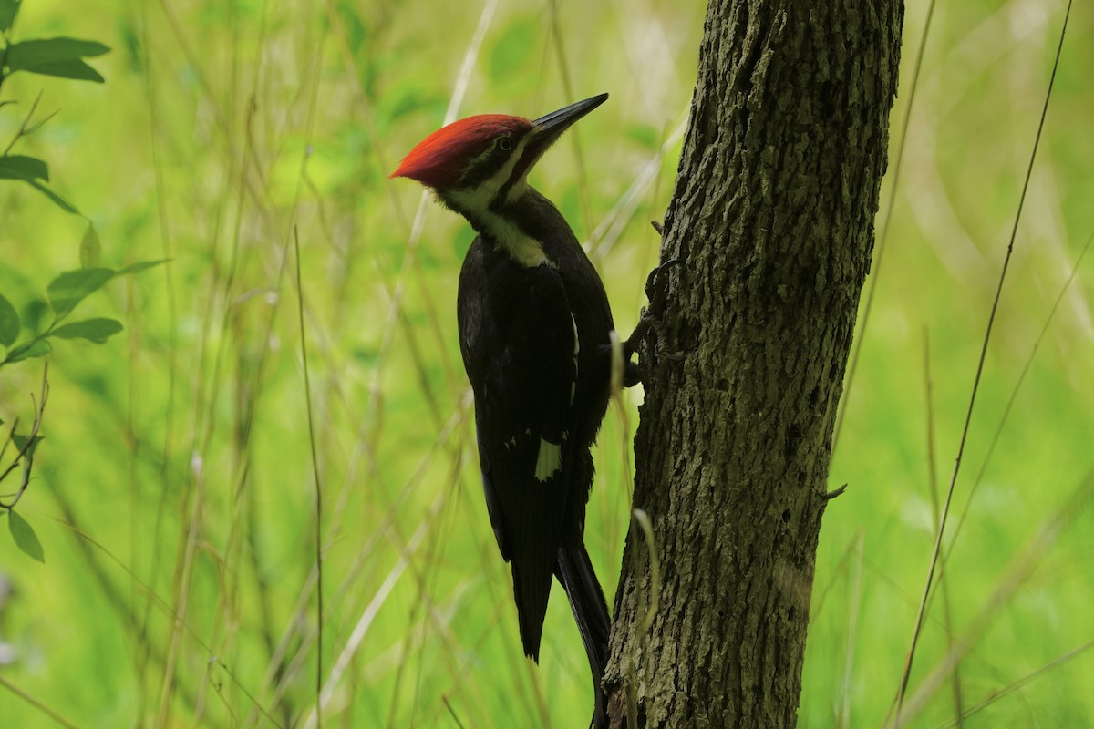 Pileated Woodpecker - Greg Hertler