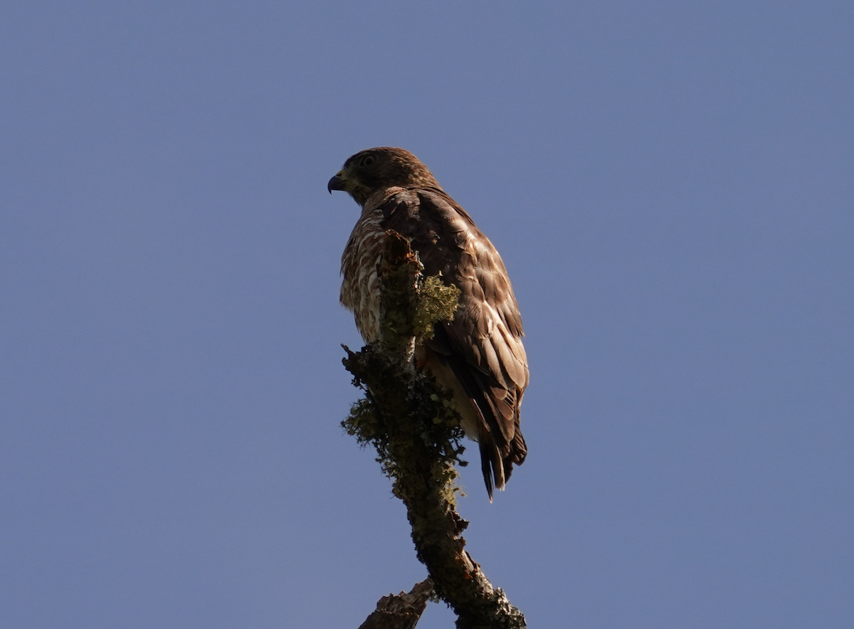 Broad-winged Hawk - Aaron T