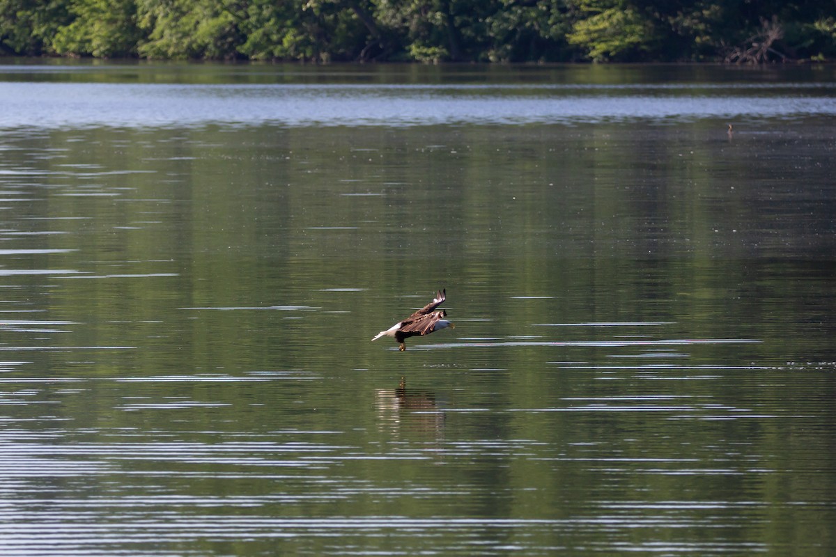 Bald Eagle - ML618851018