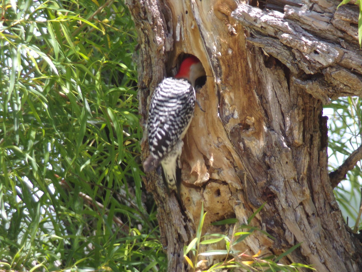 Red-bellied Woodpecker - Matthew Stephens