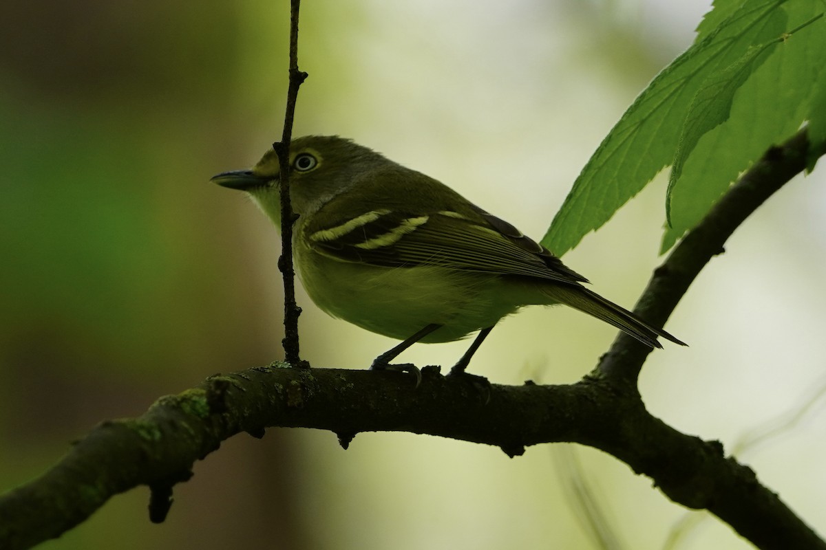 White-eyed Vireo - Greg Hertler