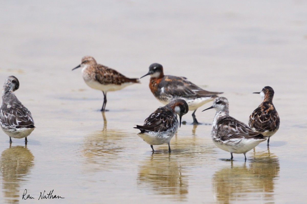 Red-necked Phalarope - Ran Nathan