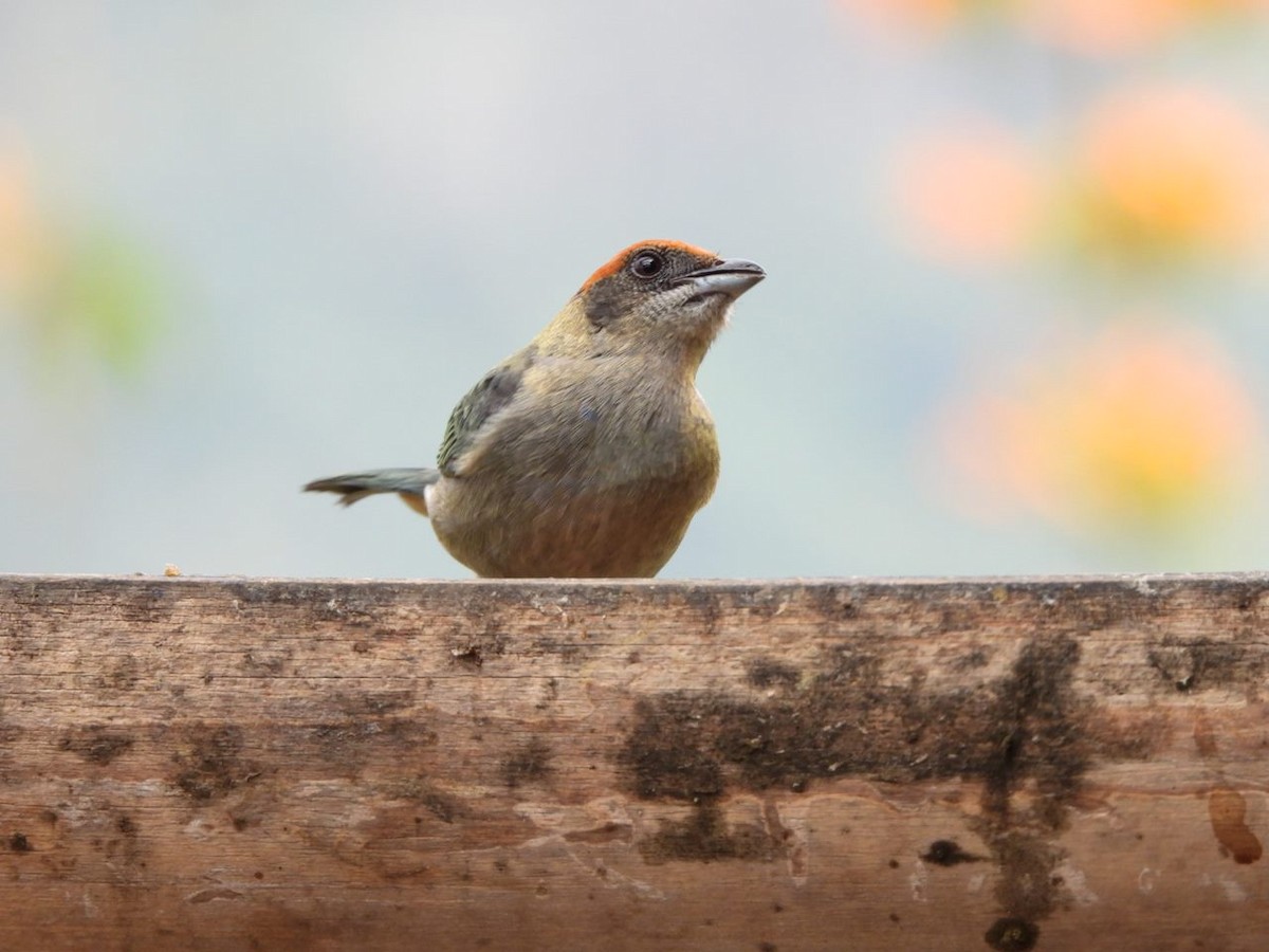 Scrub Tanager - Raul  Soto