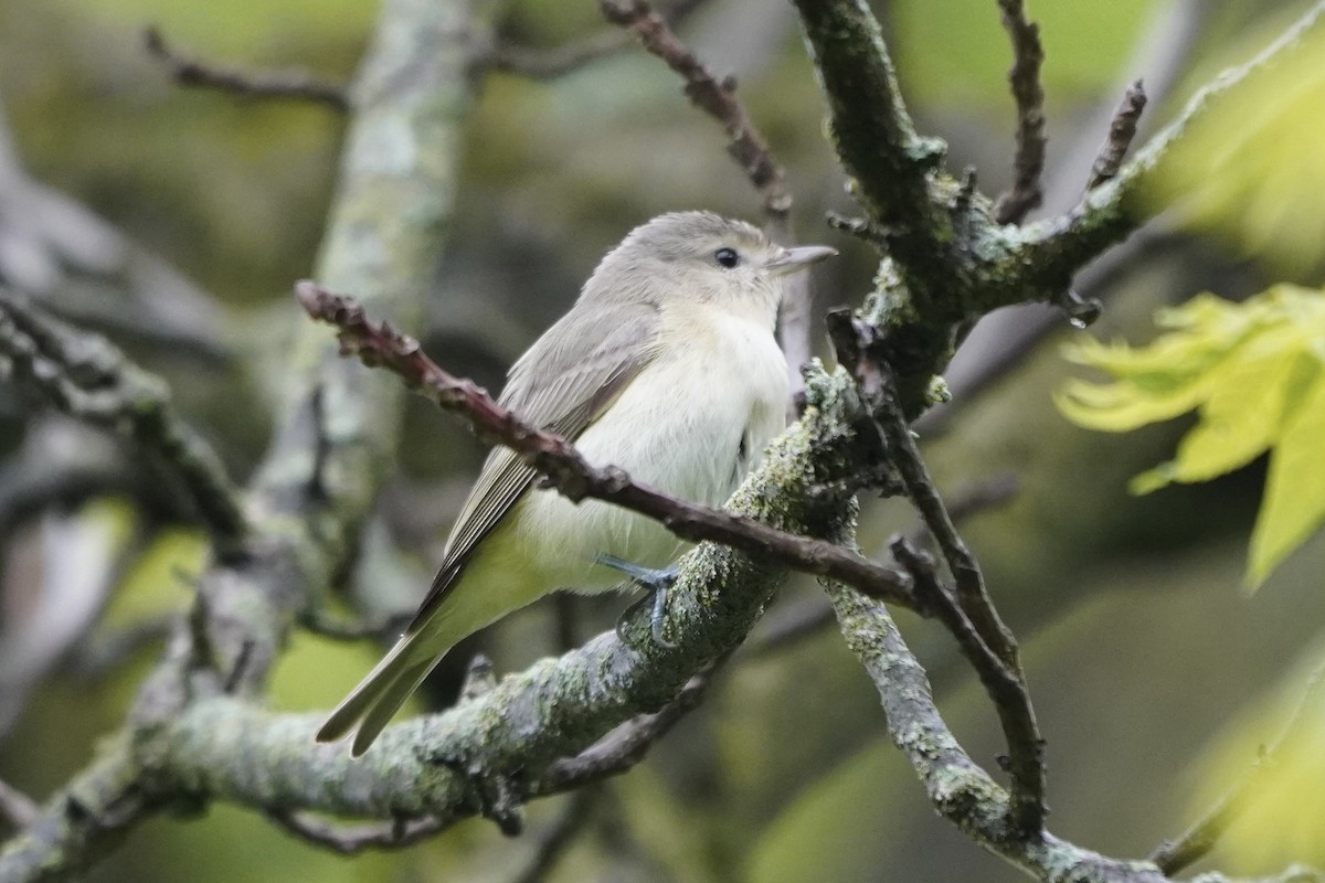 Warbling Vireo - Greg Hertler