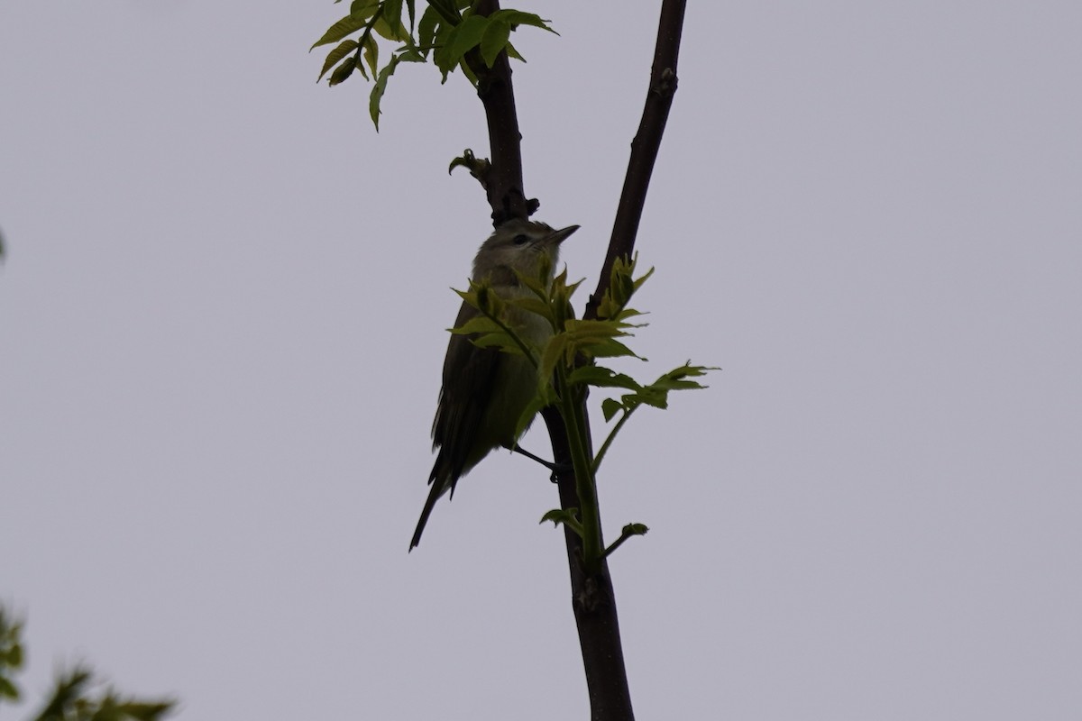 Warbling Vireo - Greg Hertler