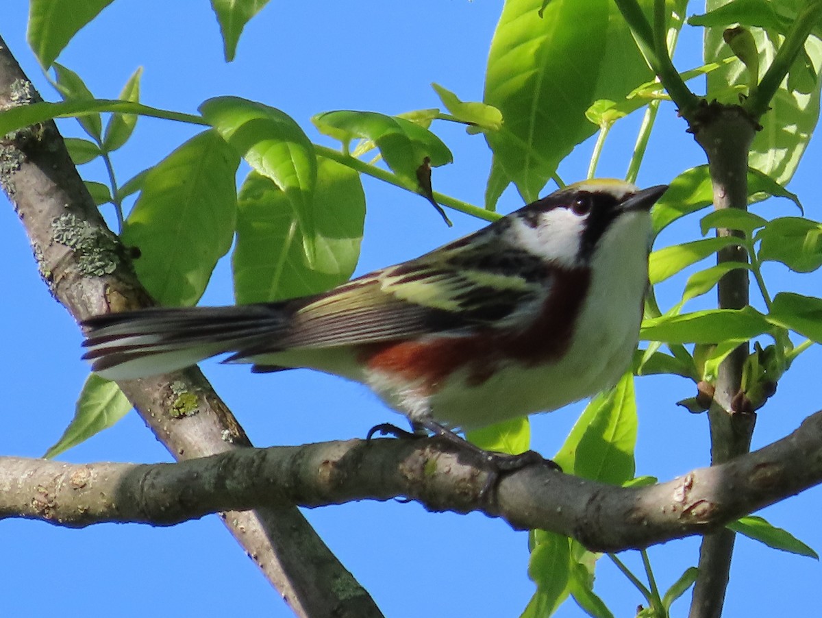 Chestnut-sided Warbler - David Huff