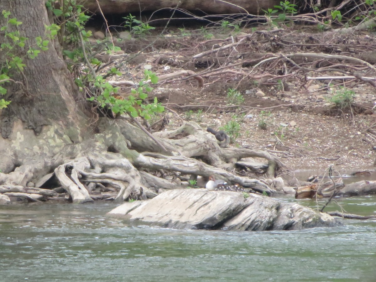 Common Merganser - James Speicher