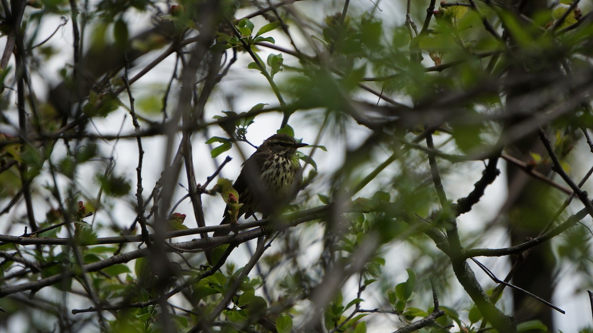 Northern Waterthrush - Sarah Dixon