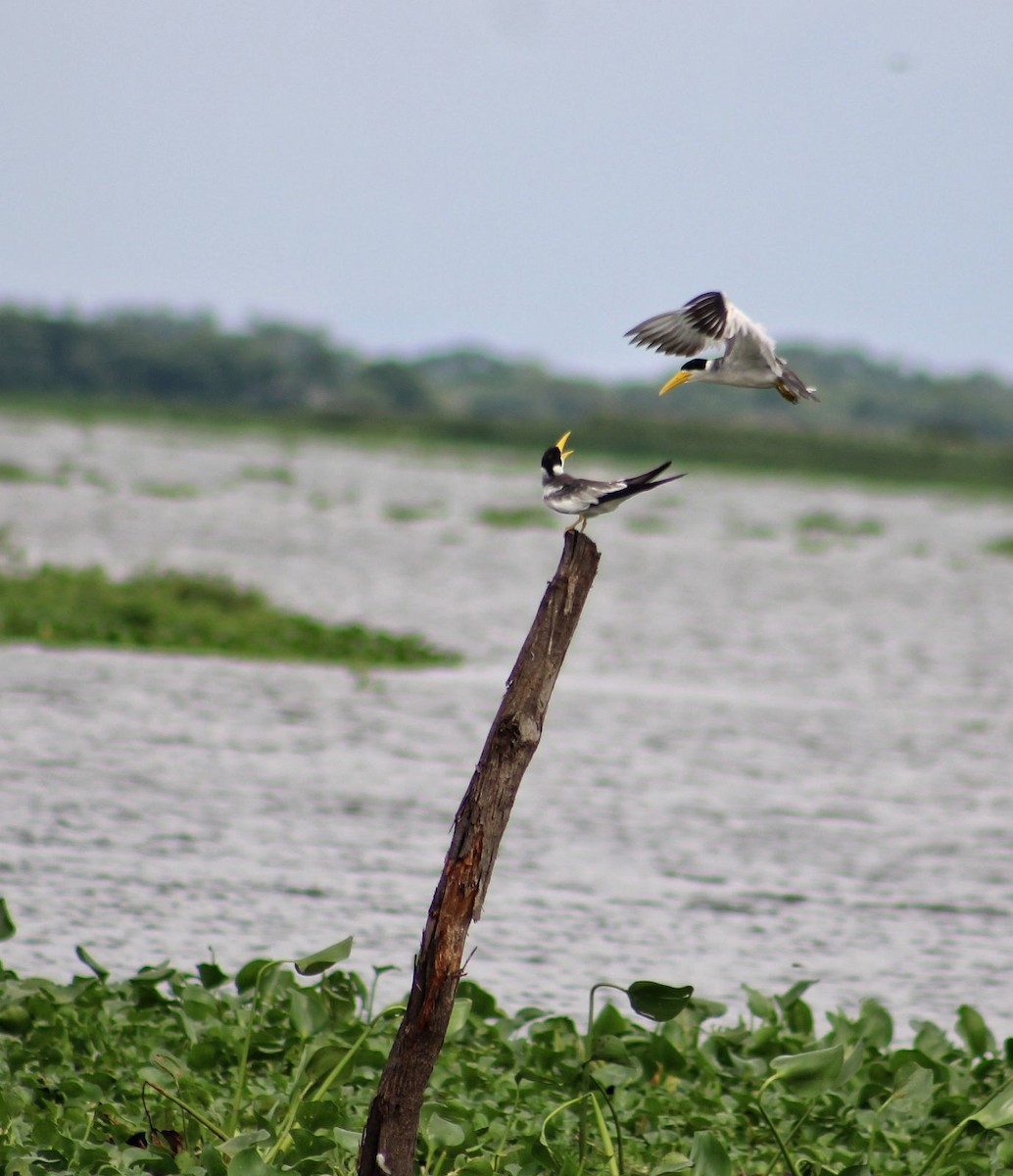 Large-billed Tern - María Auxiliadora Martinez Jimenez