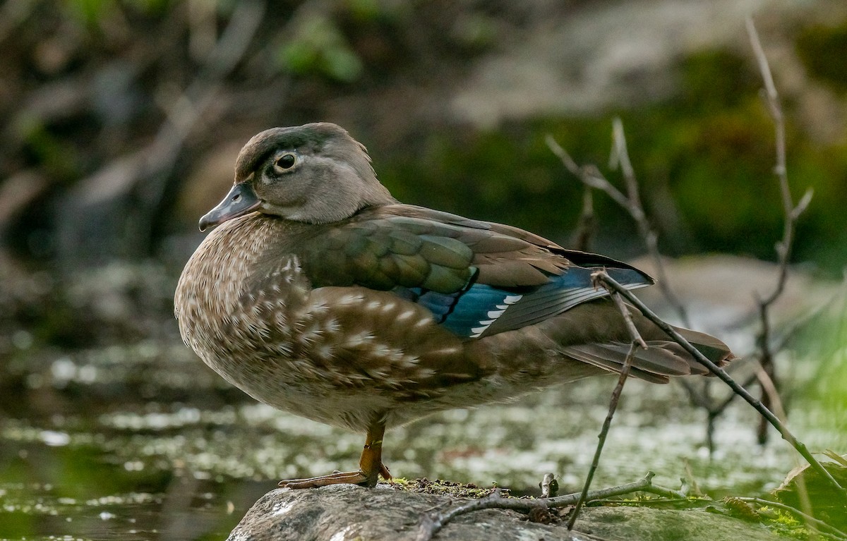 Wood Duck - ismael chavez