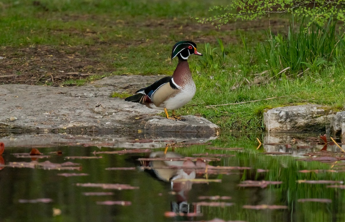 Wood Duck - ismael chavez