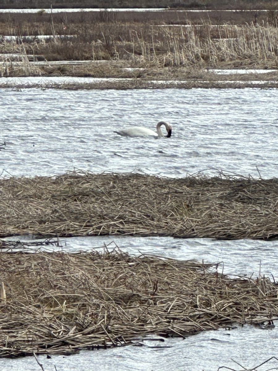 Trumpeter Swan - Anthony Newcomer