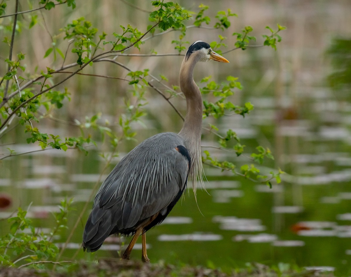 Great Blue Heron - ismael chavez