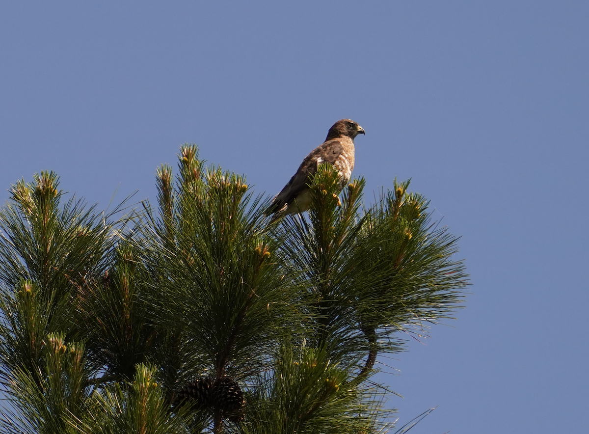 Broad-winged Hawk - ML618851090