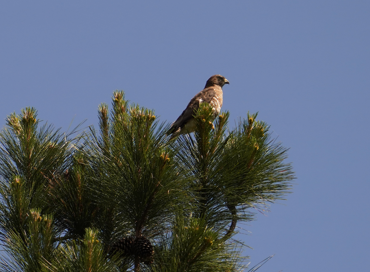 Broad-winged Hawk - Aaron T