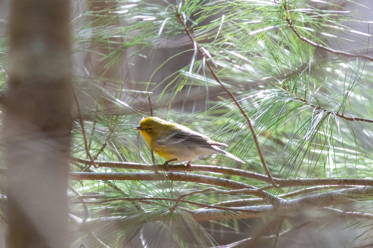 Pine Warbler - ML618851097
