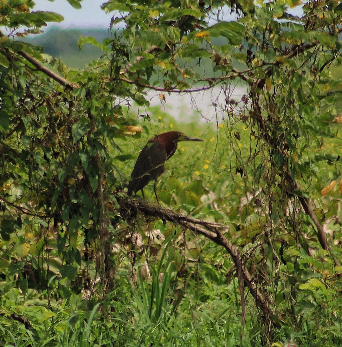 Rufescent Tiger-Heron - María Auxiliadora Martinez Jimenez