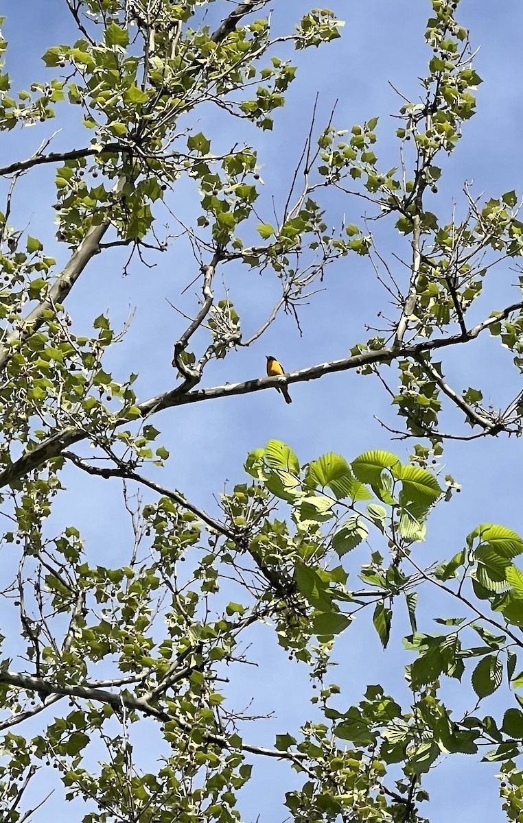 Baltimore Oriole - Denise Shaw