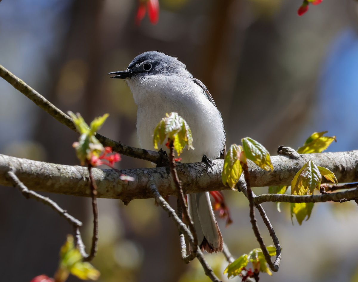 Blue-gray Gnatcatcher (caerulea) - ML618851107