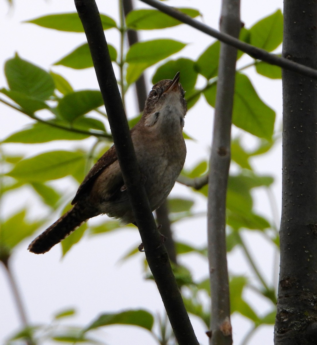 House Wren - Shirley Andrews