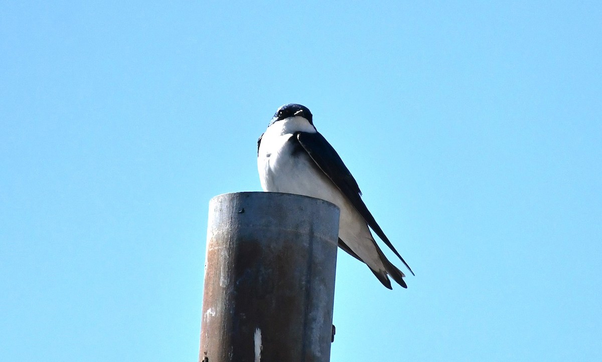 Tree Swallow - Brian Kenney