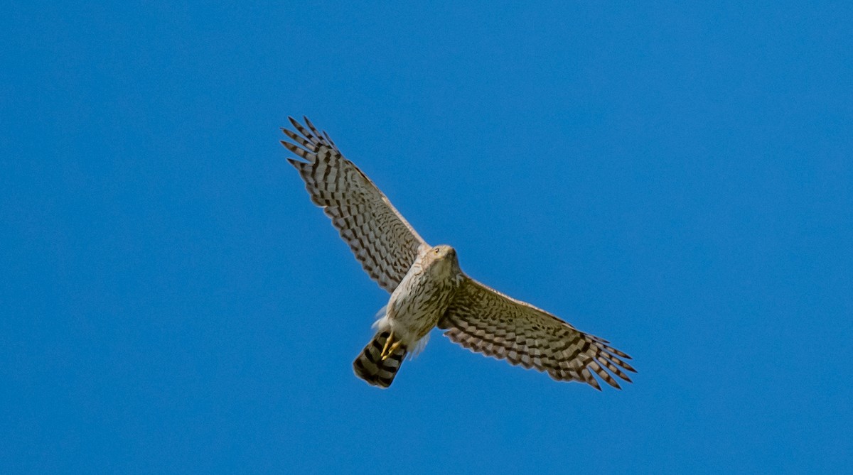 Cooper's Hawk - ismael chavez