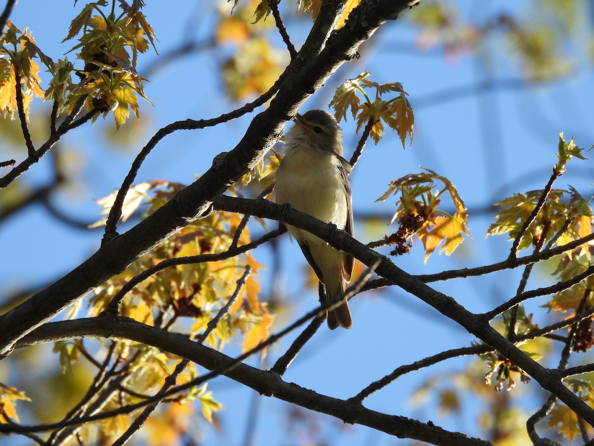 Warbling Vireo - Dany Caouette