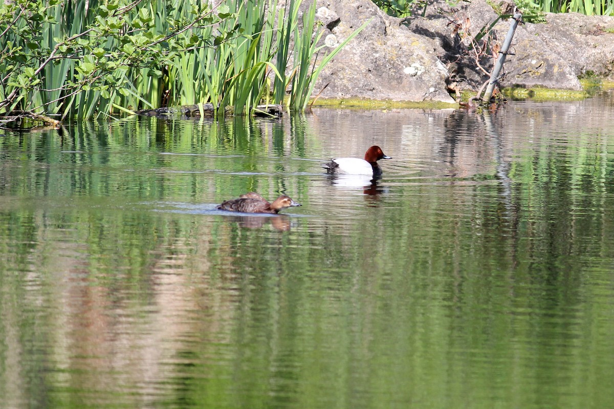 Common Pochard - ML618851141