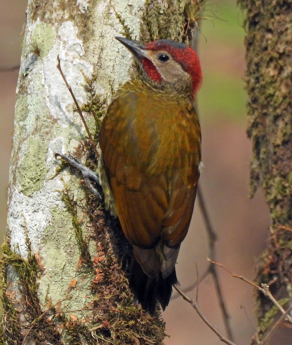 Golden-olive Woodpecker - Danilo Moreno