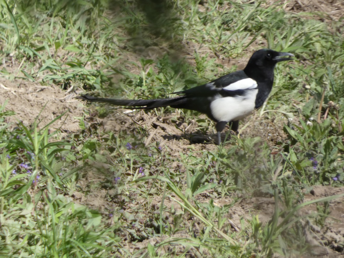 Black-billed Magpie - Jeremy Logan