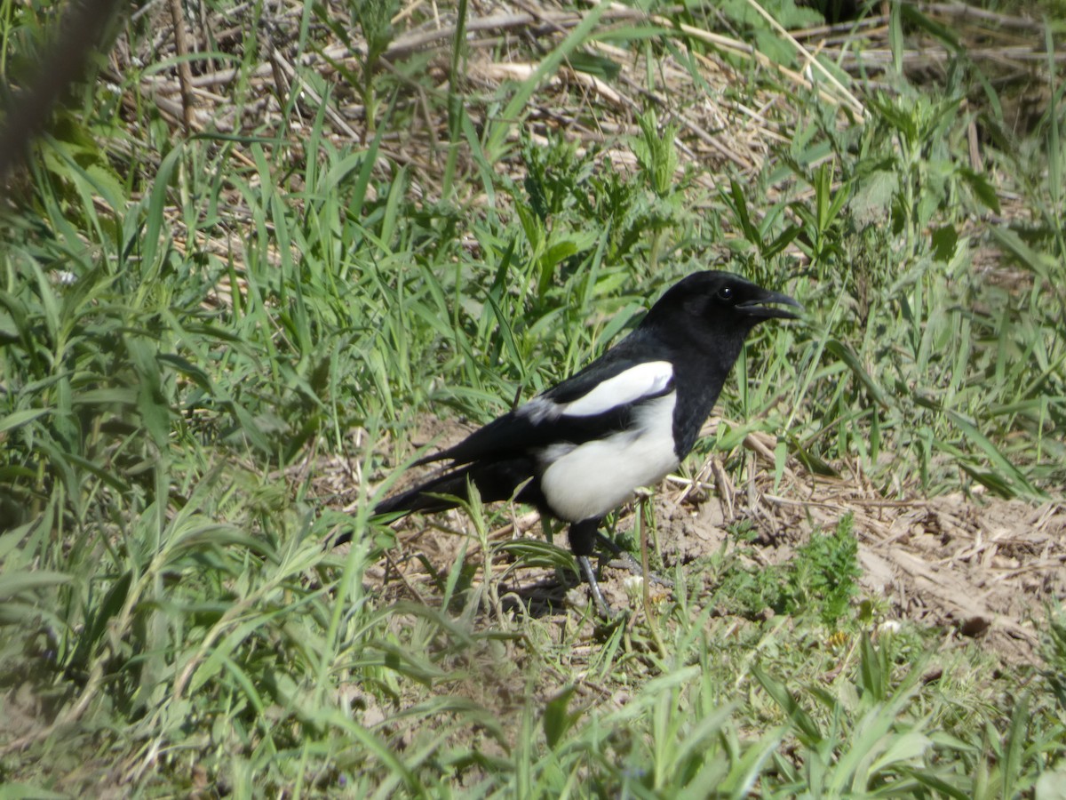 Black-billed Magpie - Jeremy Logan