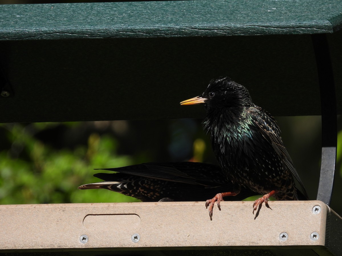 European Starling - ML618851183