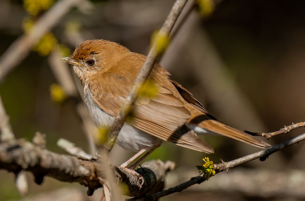 Veery - ismael chavez