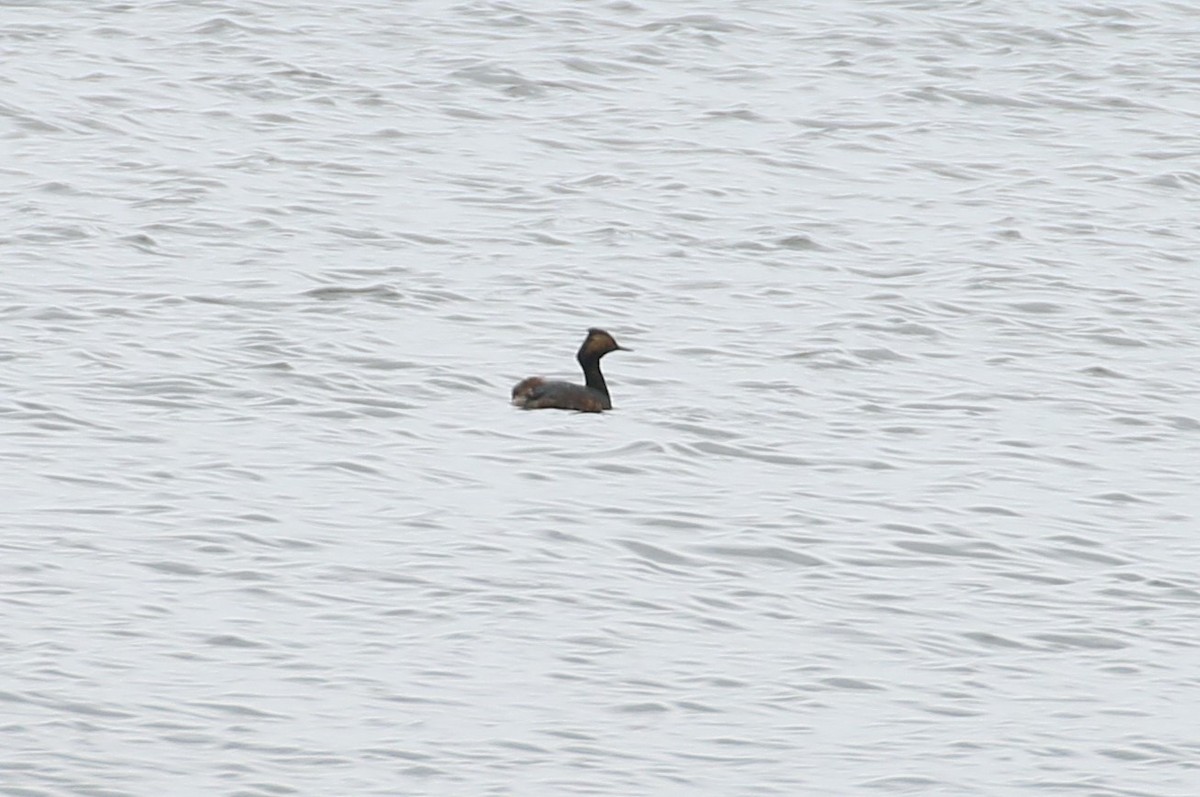 Eared Grebe - Ben Limle