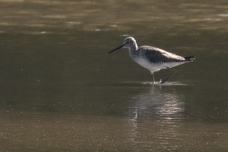 Greater Yellowlegs - Deborah Penrose