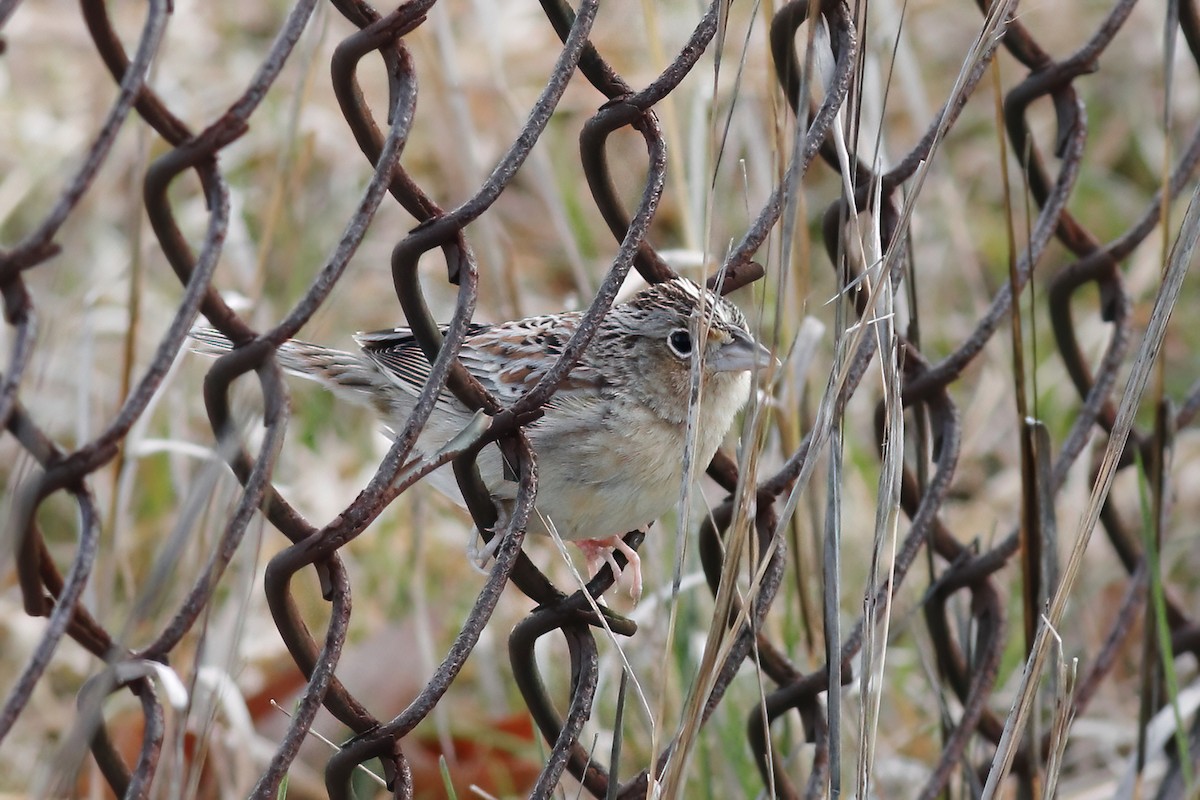 Grasshopper Sparrow - Gary Jarvis