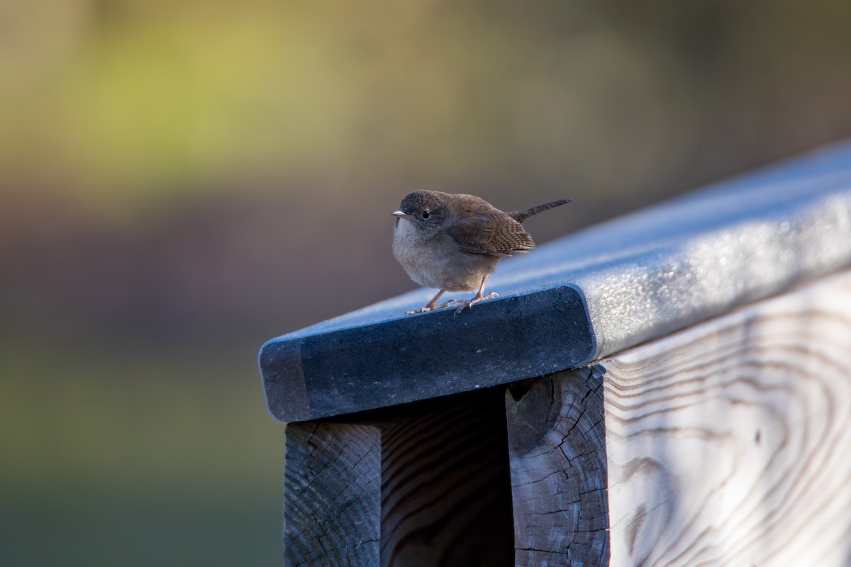 Northern House Wren - ML618851240