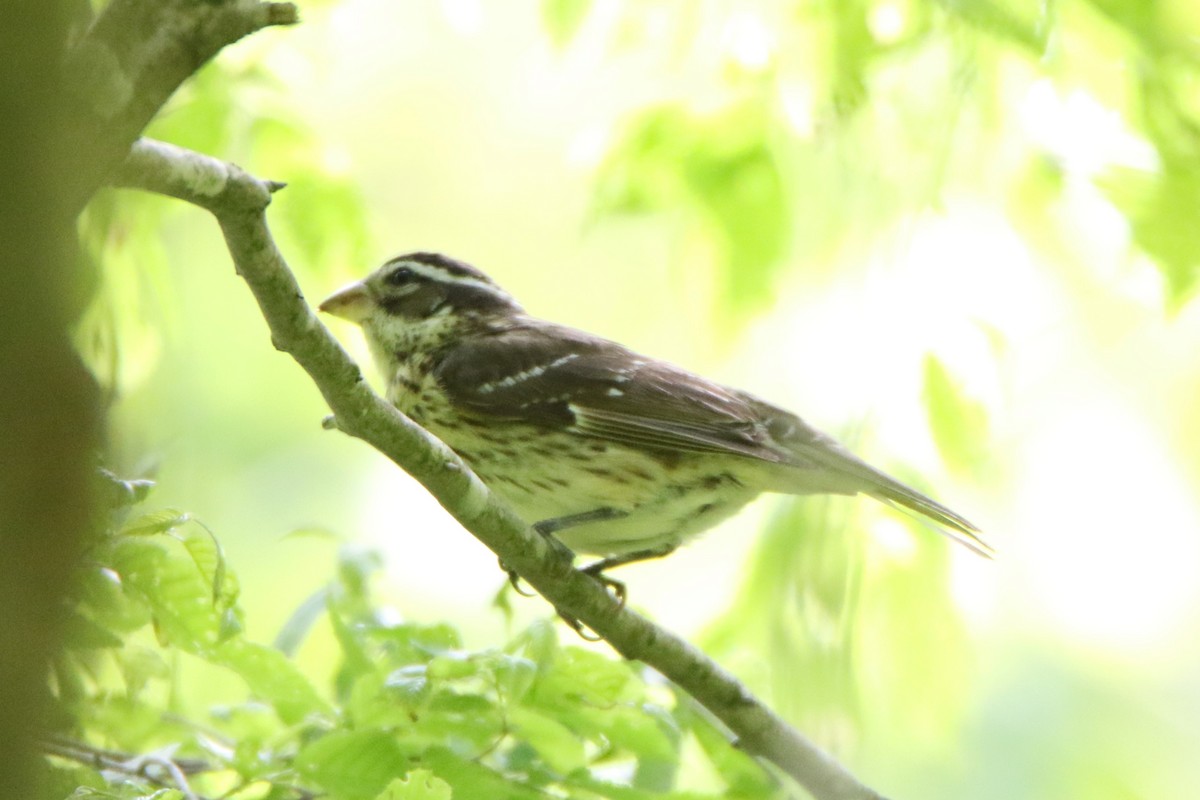 Rose-breasted Grosbeak - Joe Baldwin