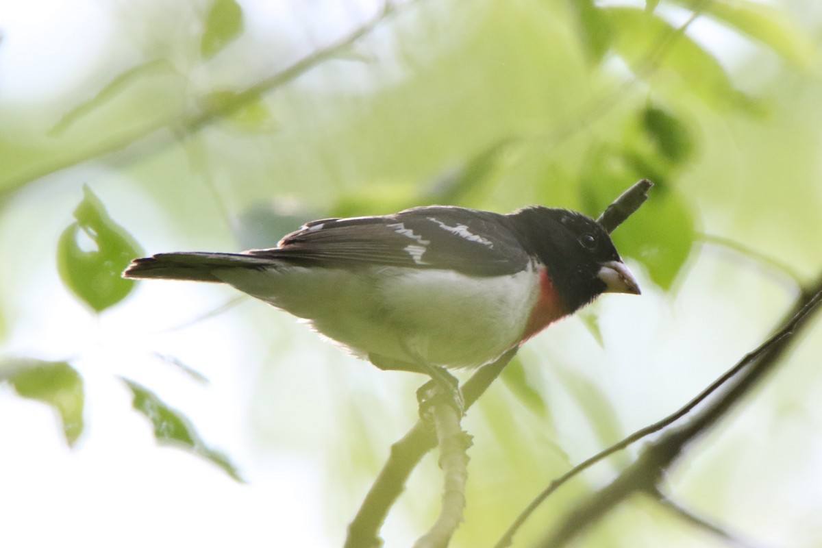 Rose-breasted Grosbeak - Joe Baldwin