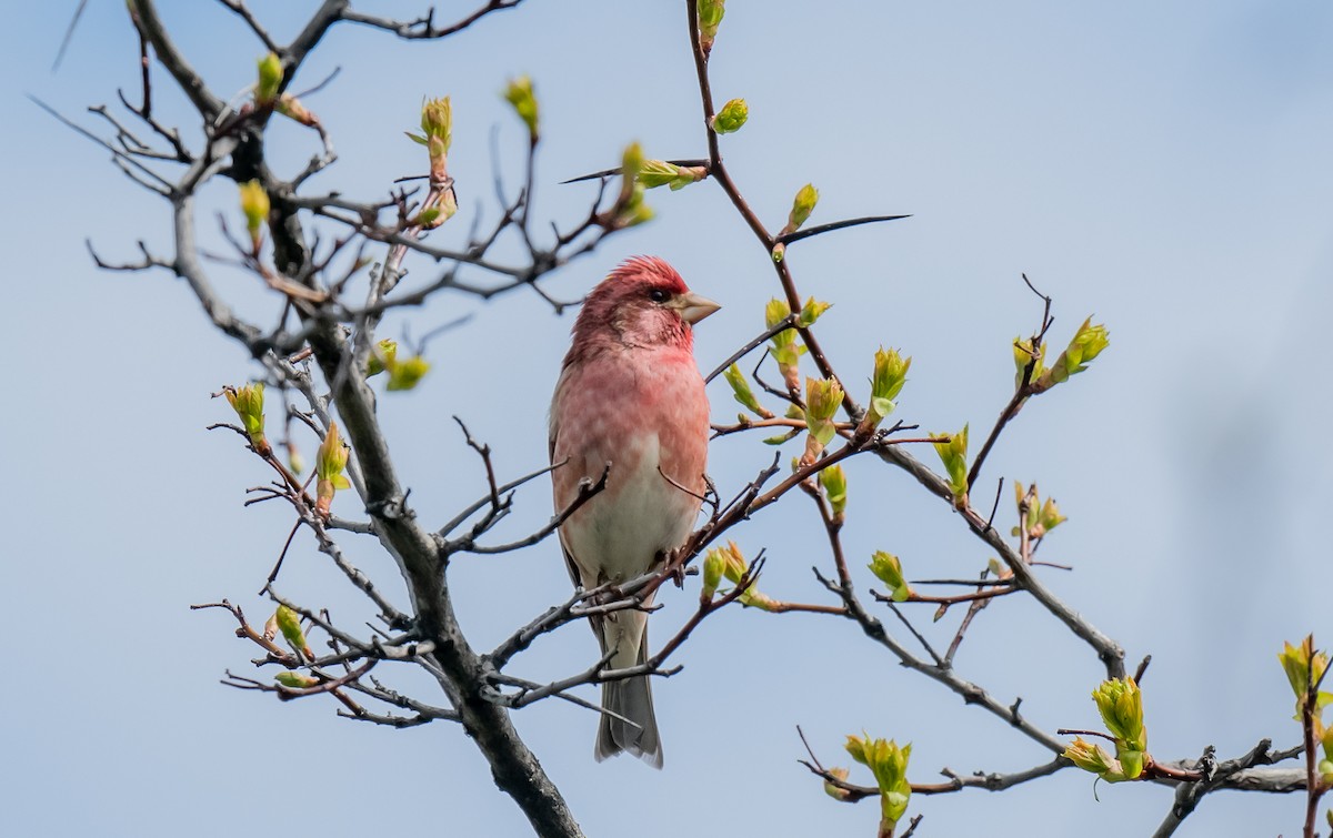 Purple Finch - ismael chavez